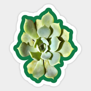 Succulent Echeveria Garden Plant Cut Out Sticker